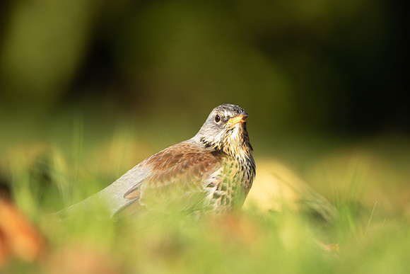 Fieldfare, Tockington, Decemeber 2022