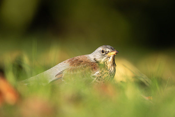 Fieldfare, Tockington, Decemeber 2022