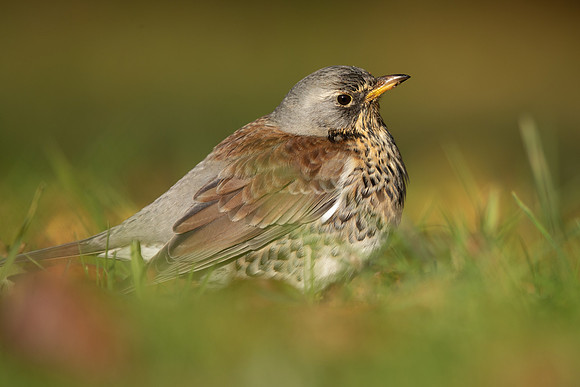 Fieldfare, Tockington, Decemeber 2022.