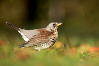 Fieldfare, Tockington, Decemeber 2022