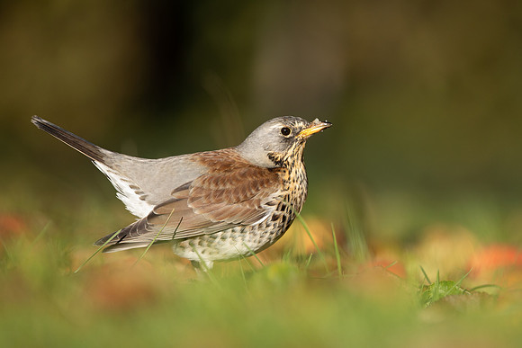 Fieldfare, Tockington, Decemeber 2022