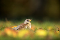 Fieldfare, Tockington, Decemeber 2022