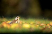 Fieldfare, Tockington, Decemeber 2022