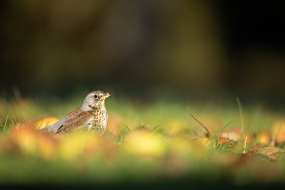 Fieldfare, Tockington, Decemeber 2022
