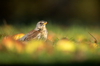 Fieldfare, Tockington, Decemeber 2022