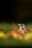 Fieldfare, Tockington, Decemeber 2022