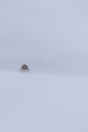 Snow Bunting, Cairngorms, February 2026