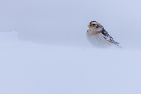 Snow Bunting, Cairngorms, February 2026