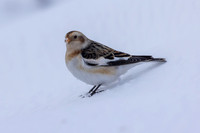 Snow Bunting, Cairngorms, February 2026