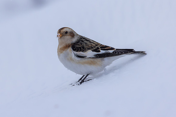 Snow Bunting, Cairngorms, February 2026