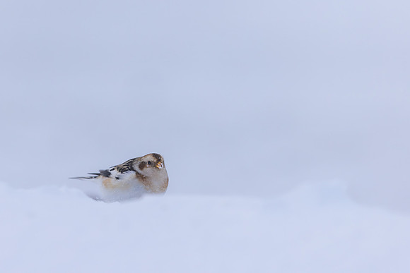 Snow Bunting, Cairngorms, February 2026