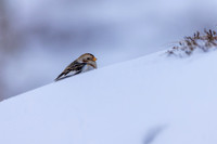 Snow Bunting, Cairngorms, February 2026