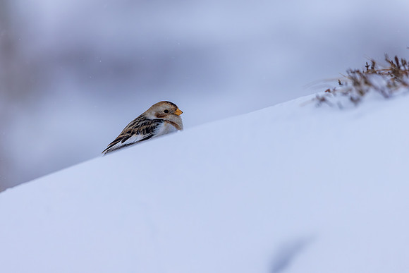 Snow Bunting, Cairngorms, February 2026