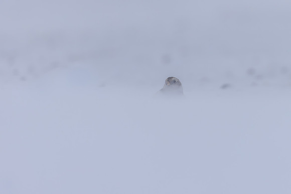 Snow Bunting, Cairngorms, February 2026