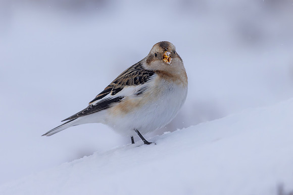 Snow Bunting, Cairngorms, February 2026