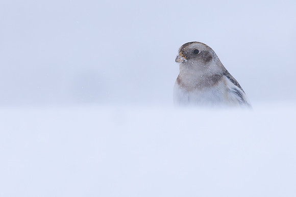 Snow Bunting, Cairngorms, February 2026