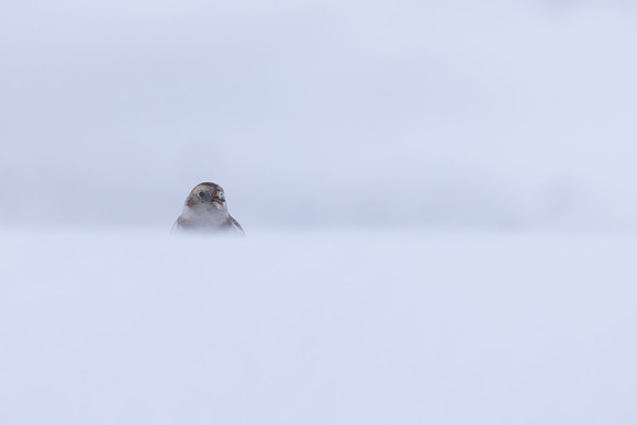 Snow Bunting, Cairngorms, February 2026