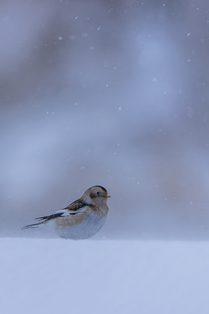 Snow Bunting, Cairngorms, February 2026