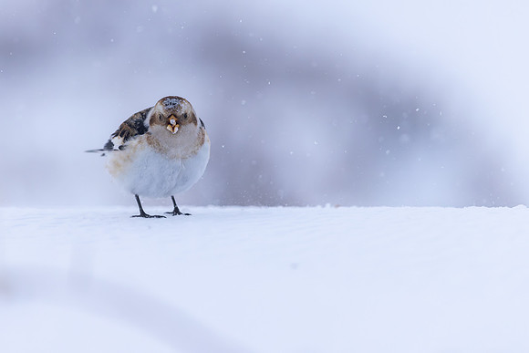 Snow Bunting, Cairngorms, February 2026