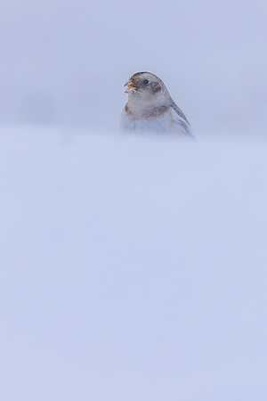 Snow Bunting, Cairngorms, February 2026