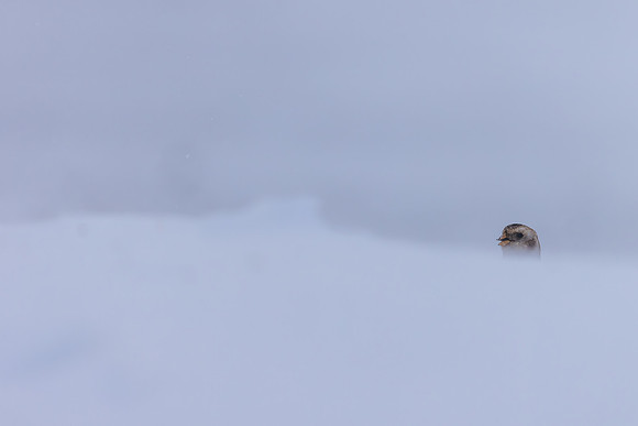 Snow Bunting, Cairngorms, February 2026