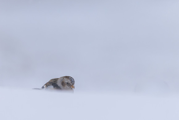 Snow Bunting, Cairngorms, February 2026