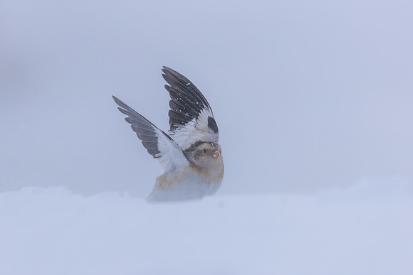 Snow Bunting, Cairngorms, February 2026