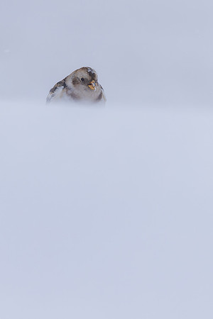 Snow Bunting, Cairngorms, February 2026