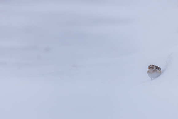 Snow Bunting, Cairngorms, February 2026