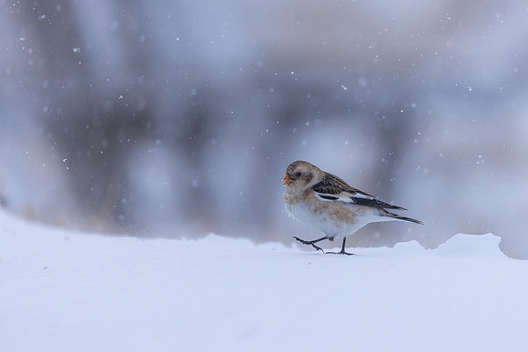 Snow Bunting, Cairngorms, February 2026