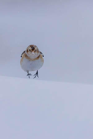Snow Bunting, Cairngorms, February 2026