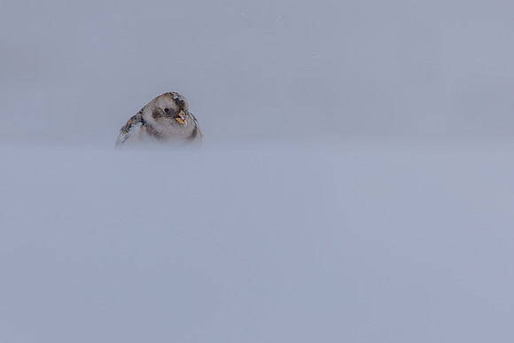 Snow Bunting, Cairngorms, February 2026