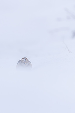Snow Bunting, Cairngorms, February 2026
