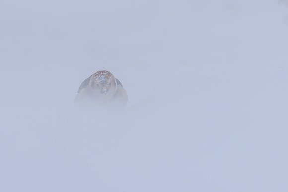Snow Bunting, Cairngorms, February 2026