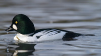 Goldeneye, Slimbridge, December 2014