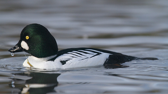 Goldeneye, Slimbridge, December 2014