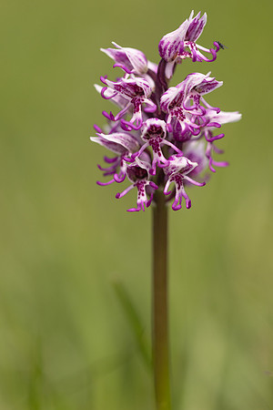 Monkey Orchid, Kent, May 2024