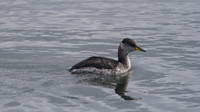 Red-necked Grebe, Farmoor Reservoir, October 2014
