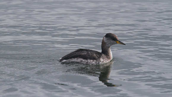 Red-necked Grebe, Farmoor Reservoir, October 2014