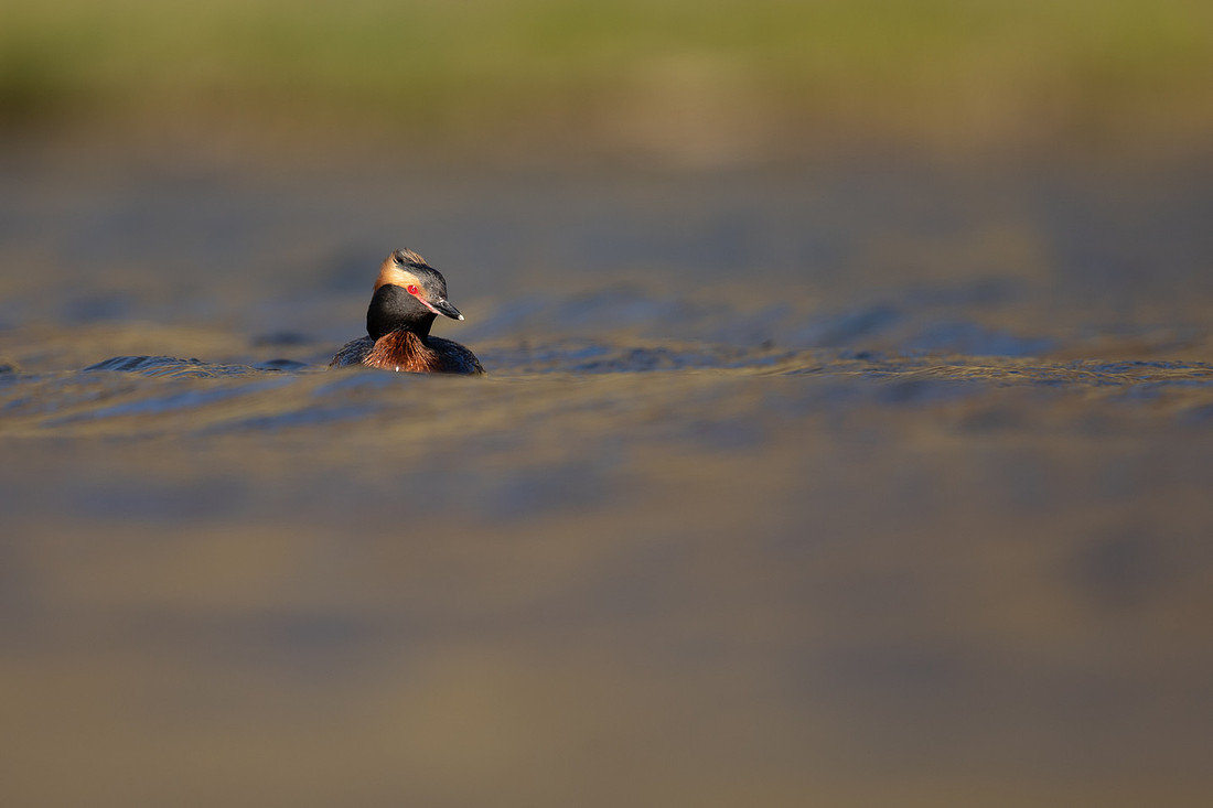 Slavonian Grebe, Iceland, May 2022