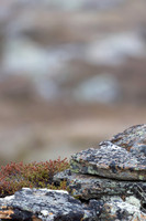 Ptarmigan, Mount Alias, Finland, June 2025