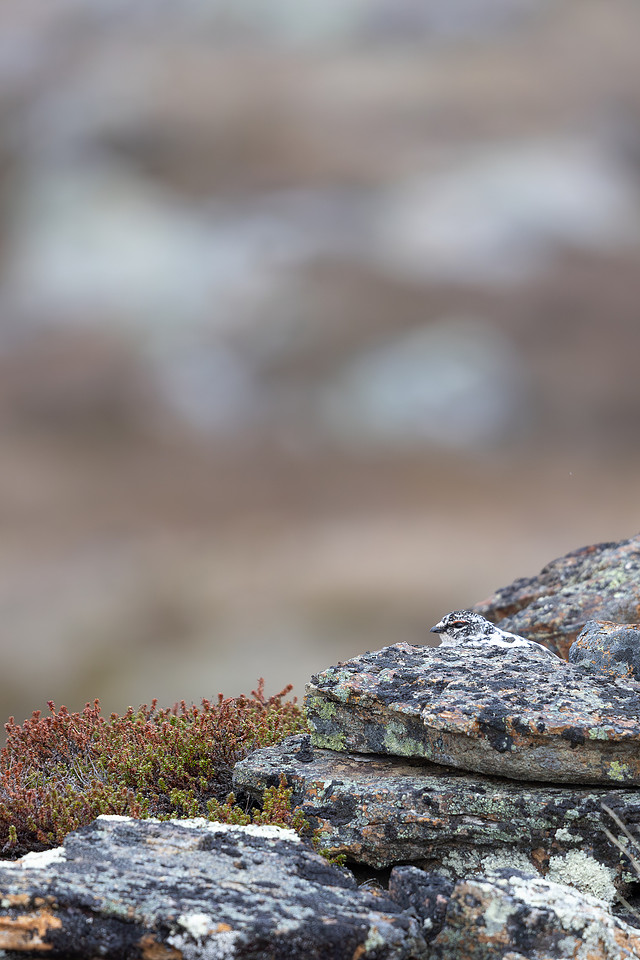 Ptarmigan, Mount Alias, Finland, June 2025