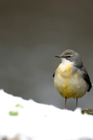 Grey Wagtail, Damery, December 2022