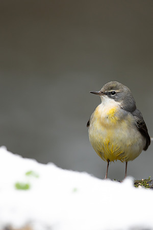 Grey Wagtail, Damery, December 2022