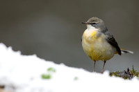 Wagtails and Pipits
