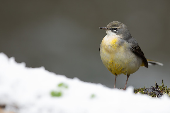 Grey Wagtail, Damery, December 2022.