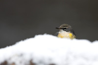 Grey Wagtail, Damery, December 2022