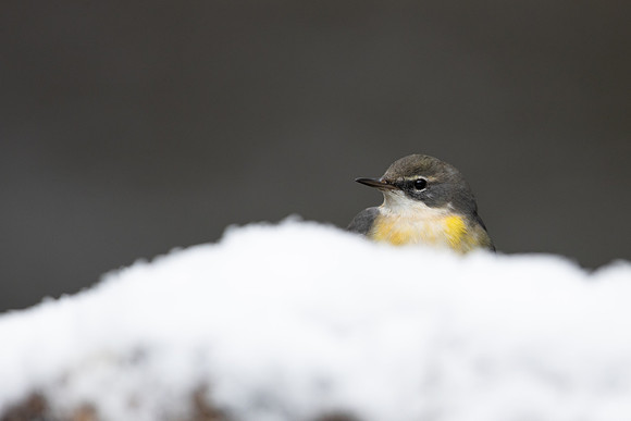 Grey Wagtail, Damery, December 2022
