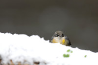 Grey Wagtail, Damery, December 2022