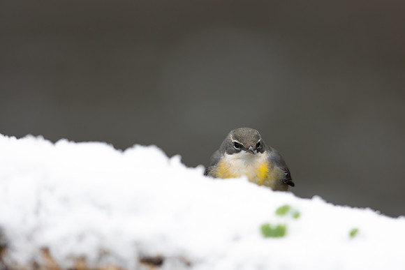 Grey Wagtail, Damery, December 2022